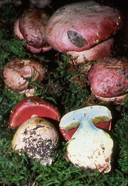 Rubroboletus eastwoodiae